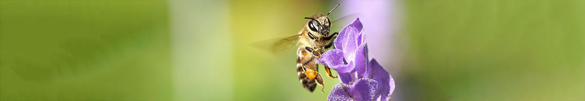 Bee banner